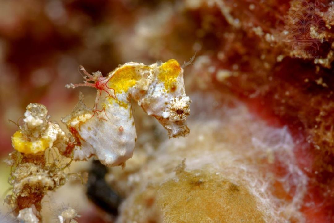 The Three P Beach Resort & Dive Center Agnay Kültér fotó
