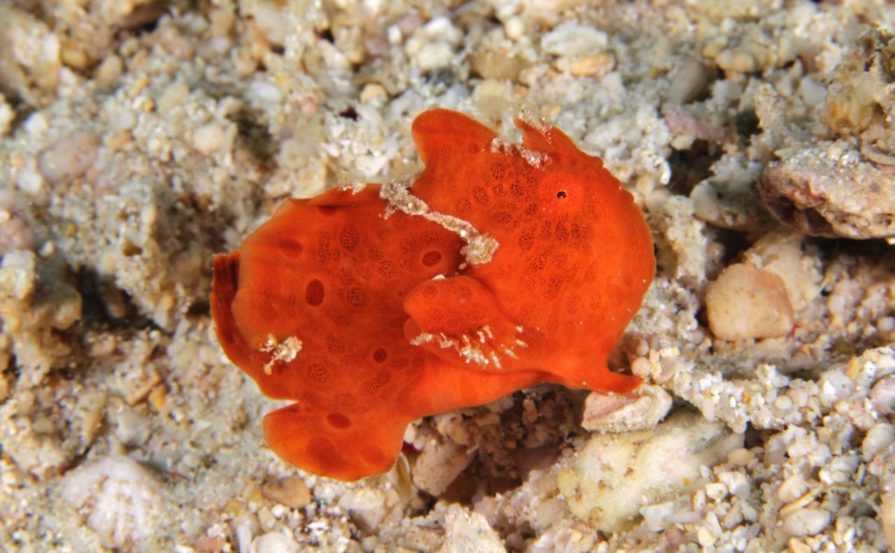 The Three P Beach Resort & Dive Center Agnay Kültér fotó