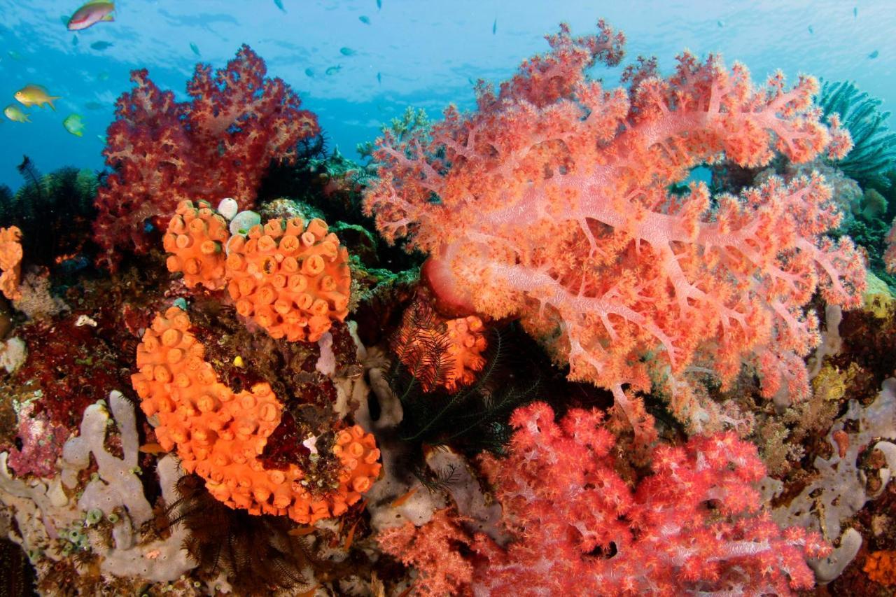 The Three P Beach Resort & Dive Center Agnay Kültér fotó
